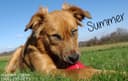 Content Critter - Pet Sitters & Dog Walking logo