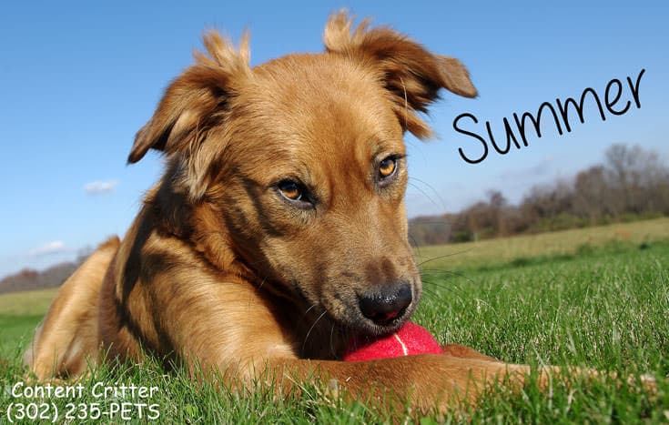 Content Critter - Pet Sitters & Dog Walking logo