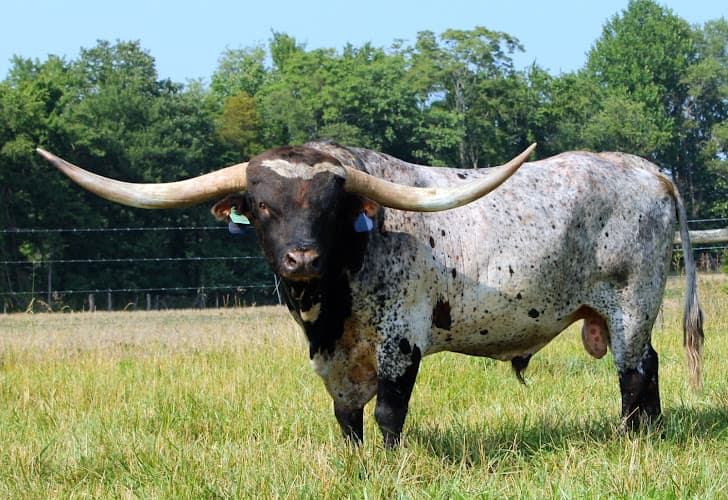 Dreamwood Farms logo