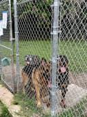 Buddy's Pet Resort at Birdsboro logo