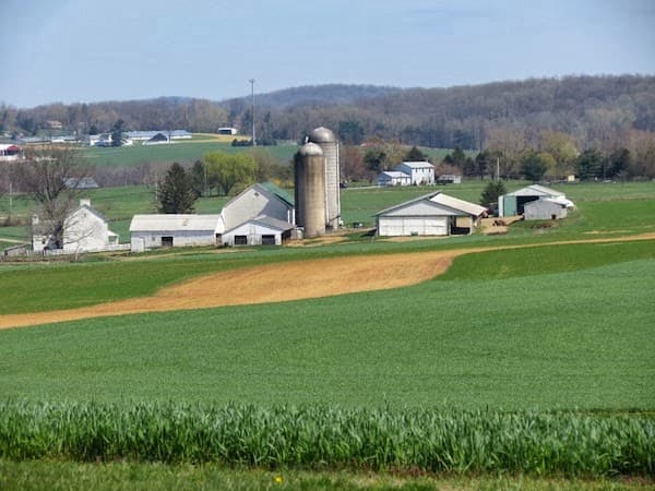 Conebella Farm
