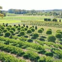 William F Hammell Nurseries logo