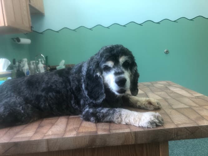 Noah's Glen Animal Hospital - Patricia Slanga, VMD logo