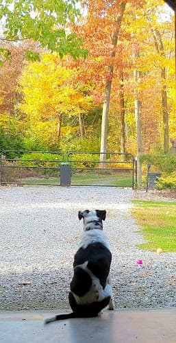 Wilson's Lakeside Kennel LLC. logo