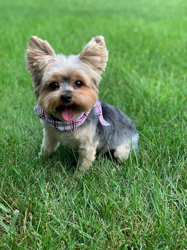 Bark Avenue Pet Grooming Salon logo