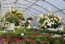 Boulder Ridge Greenhouse logo