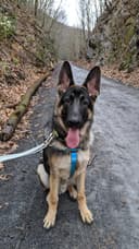 The Grooming Shop logo