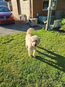 Total Dog & A Little Cat logo