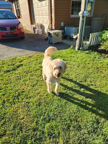 Total Dog & A Little Cat logo