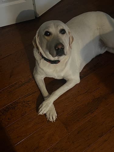 Koller Chiropractic logo