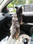 All Paws & Claws Grooming Salon logo