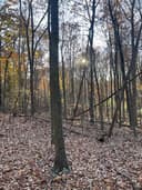 Buxton Conservancy Parking logo