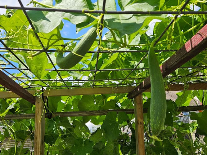 Mohnton Organic Growers logo