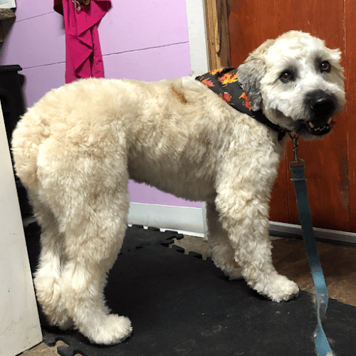 The Mutt Hutt Grooming,Llc Logo