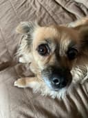 Spoil Em Rotten Inc logo