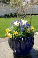 Matt Kelly Associates Plant Designs logo