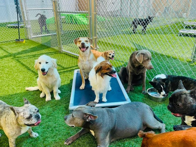 Hounds Town Reading