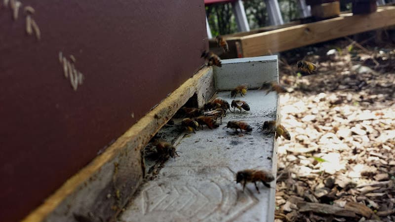 Berks Bees Logo