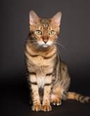 Rough Tooth Photography logo