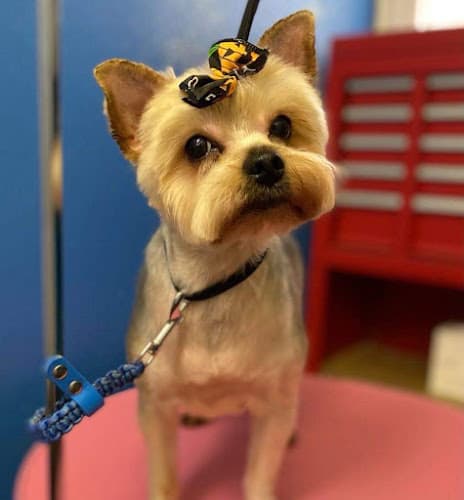 Pretty paws grooming salon Logo
