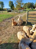 Greystone Manor Alpacas logo