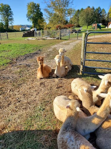 Greystone Manor Alpacas logo
