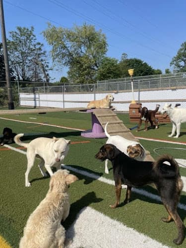 Diggity Dawg Daycare logo