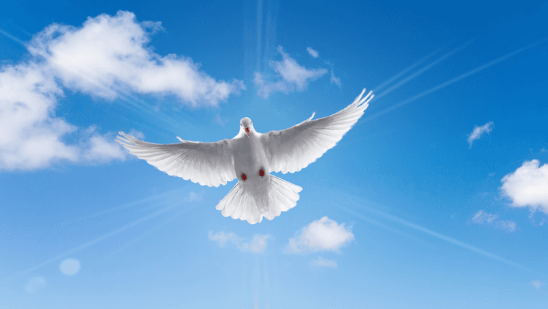 Christian Counseling Service logo