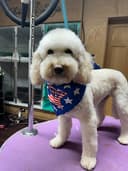 Al's Doggie Dresser logo