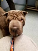 Wyomissing Animal Hospital: Dr. Stephanie Becker, VMD logo