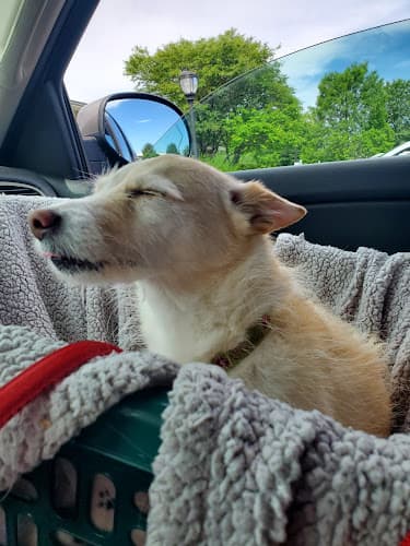 Wyomissing Animal Hospital