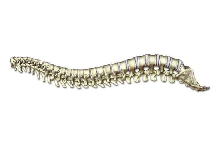 Centre Park Chiropractic, Inc. logo
