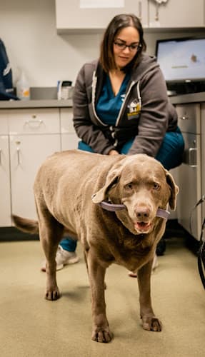 Humane Veterinary Hospitals - Reading Logo