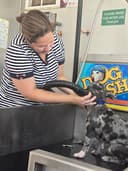 Albright Self-serve Dogwash logo