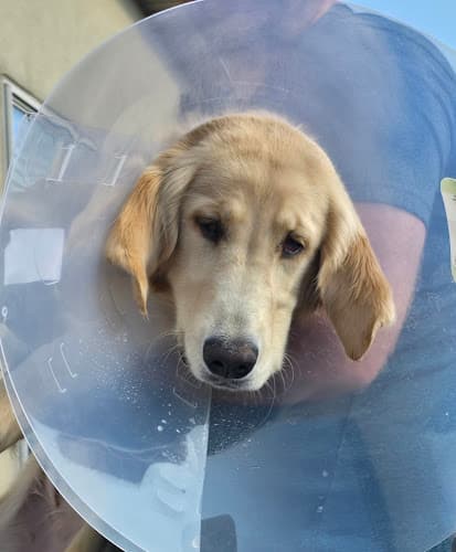 No Nonsense Neutering Logo