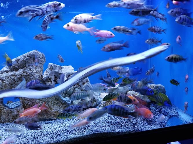 Exotic Fish & Pets logo