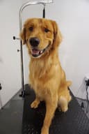 Oasis Dog Spa & Shoppe logo