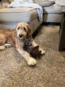 Oley Valley Animal Clinic logo