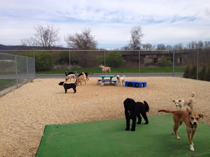 Ridgewood Canine Camp