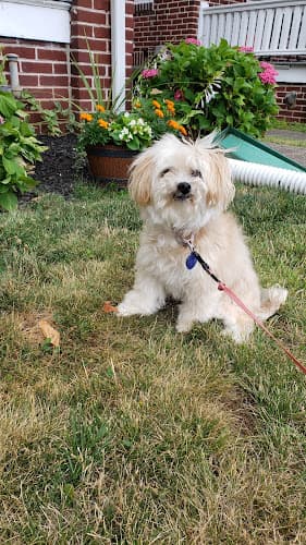Doggie Divas by Brandi West