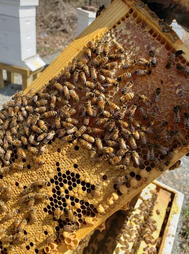 Bitler Farms Apiary Logo