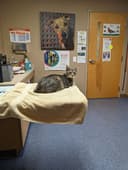 The Vet On Main logo