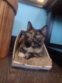 Perfect Match Pet Shop logo