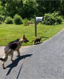 Pawsitively Happy Tails logo