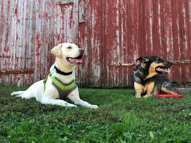 GiGi's At Home Pet Care, LLC logo