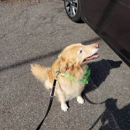 Bow Wow Bliss, an eco-friendly groomer logo
