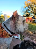 The Grooming Room logo