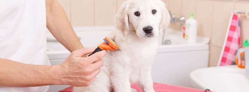 Grooming By Lisa logo