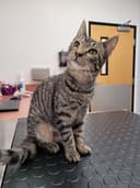 PetSmart Veterinary Services - Pottstown logo