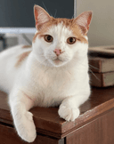 The Cozy Cat, LLC logo